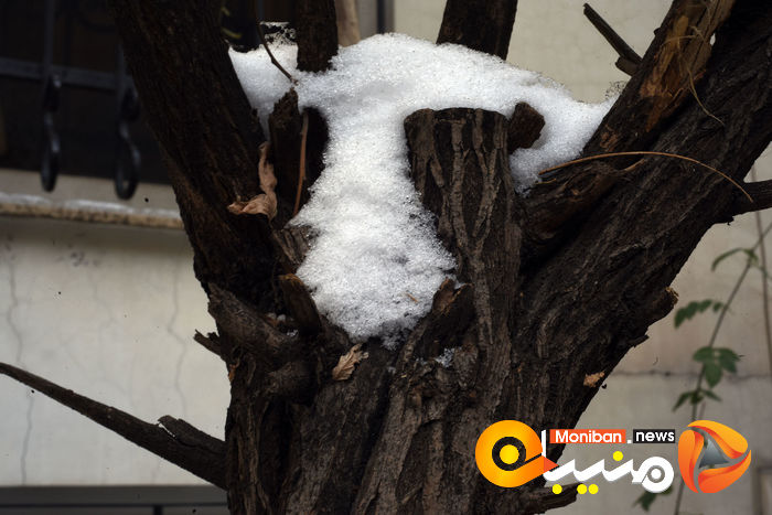 گزارش تصویری| تهران در برف